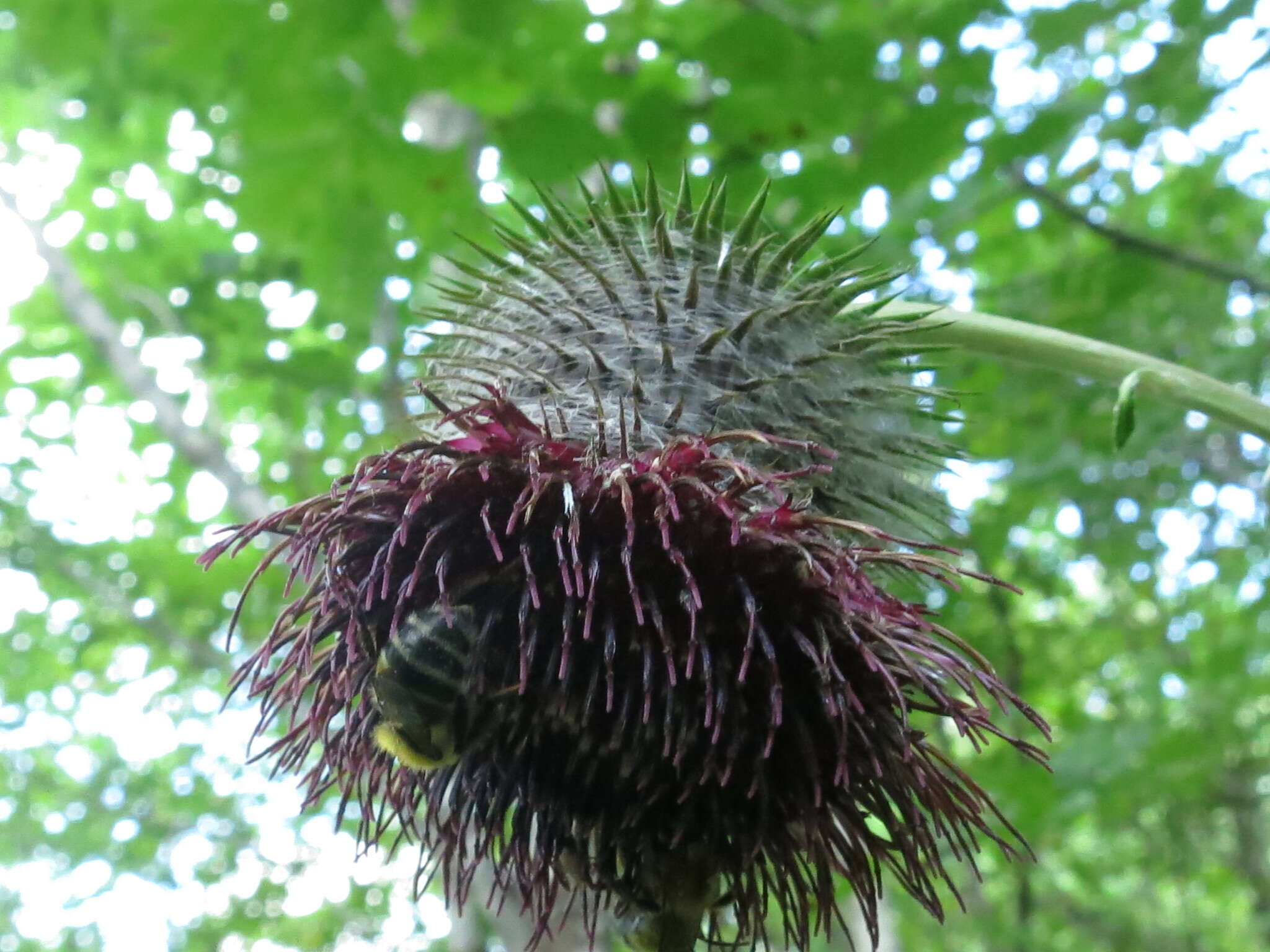 Image of Synurus deltoides (Ait.) Nakai