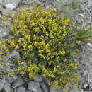 Image of Vachellia glandulifera (S. Watson) Seigler & Ebinger