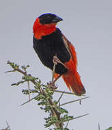 Image of Northern Red Bishop