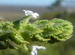 Plancia ëd Oftia africana (L.) Bocq. ex Baill.