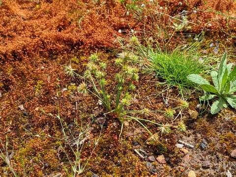 Image of dwarf rush