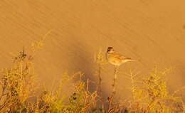 Image of Gray-bellied Shrike-Tyrant