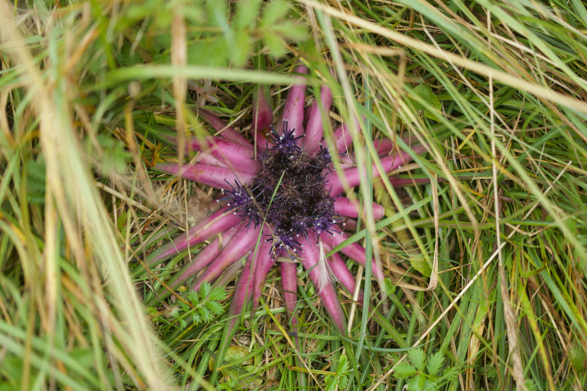 Image of Saussurea stella Maxim.