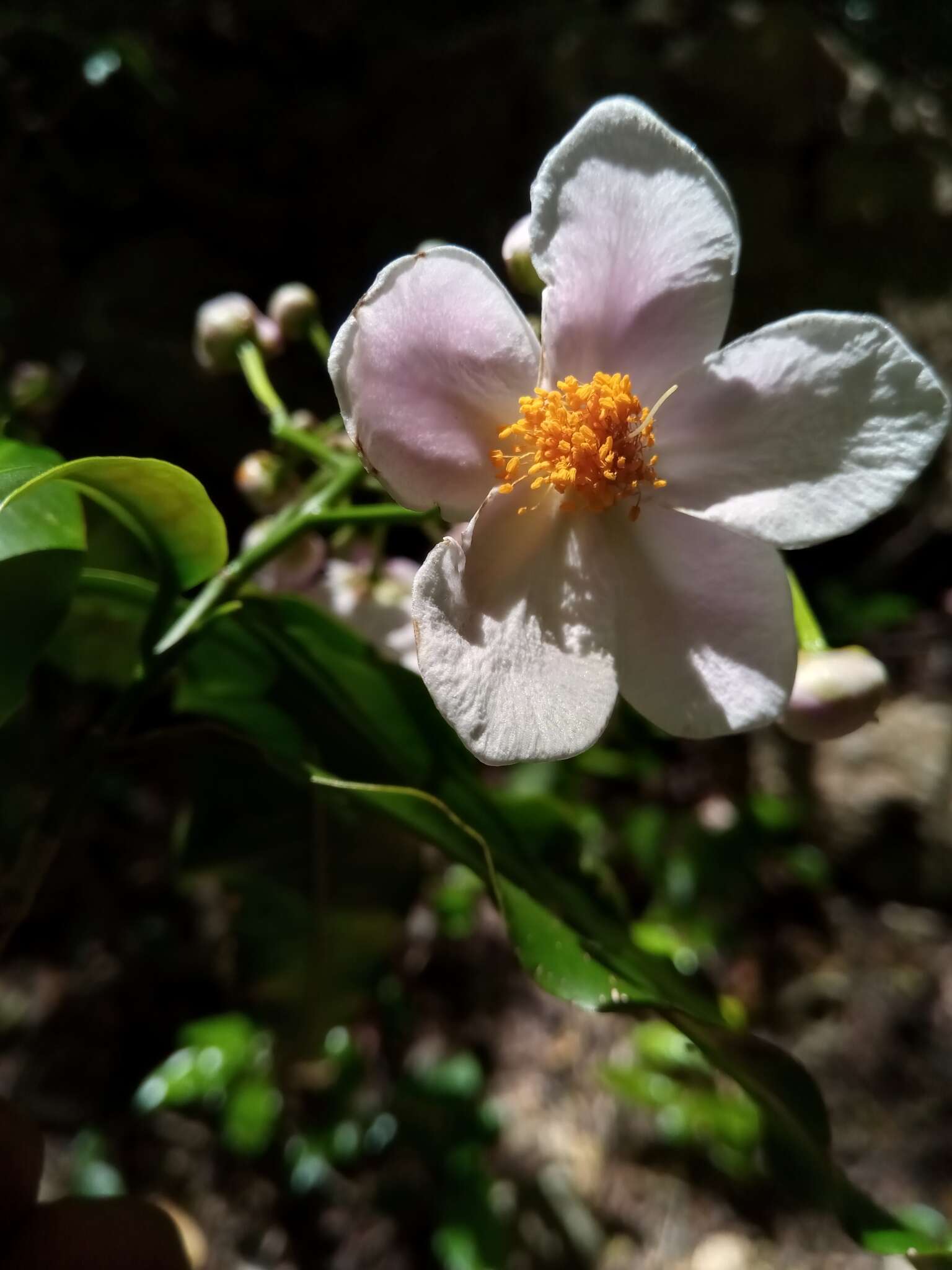 Image de Diegodendron humbertii Capuron