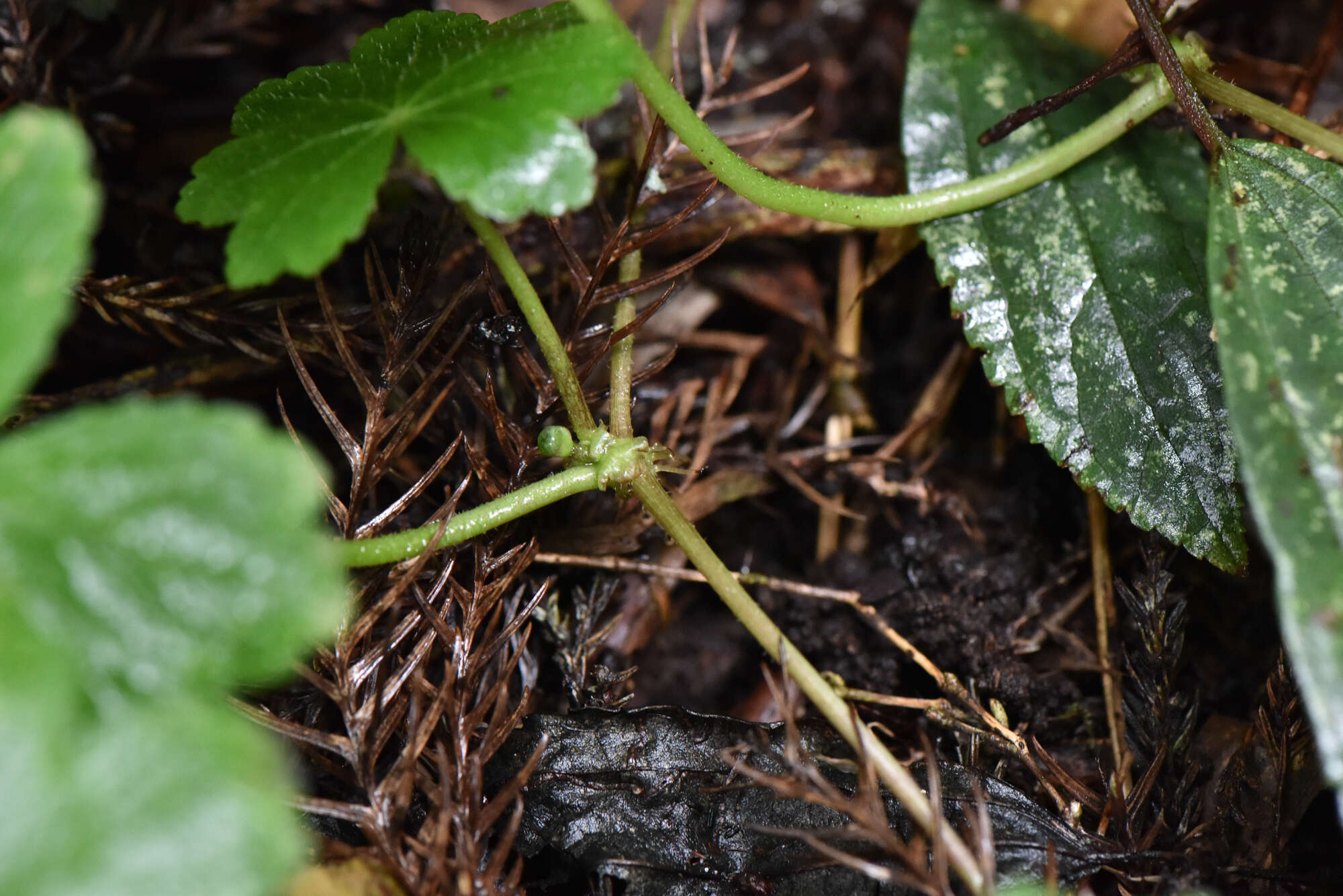 Image of Hydrocotyle setulosa Hayata