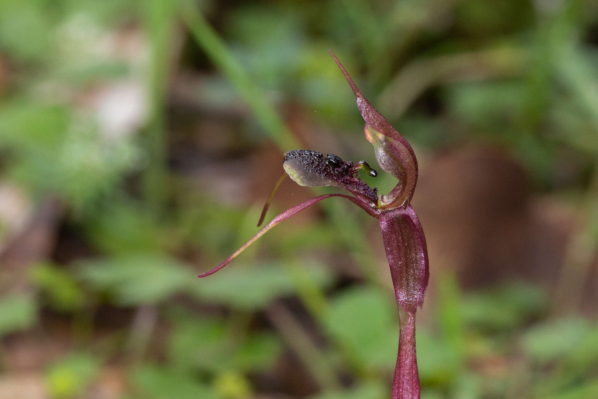 Image of Chiloglottis anaticeps D. L. Jones