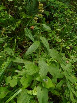 Imagem de Nepeta manchuriensis S. Moore