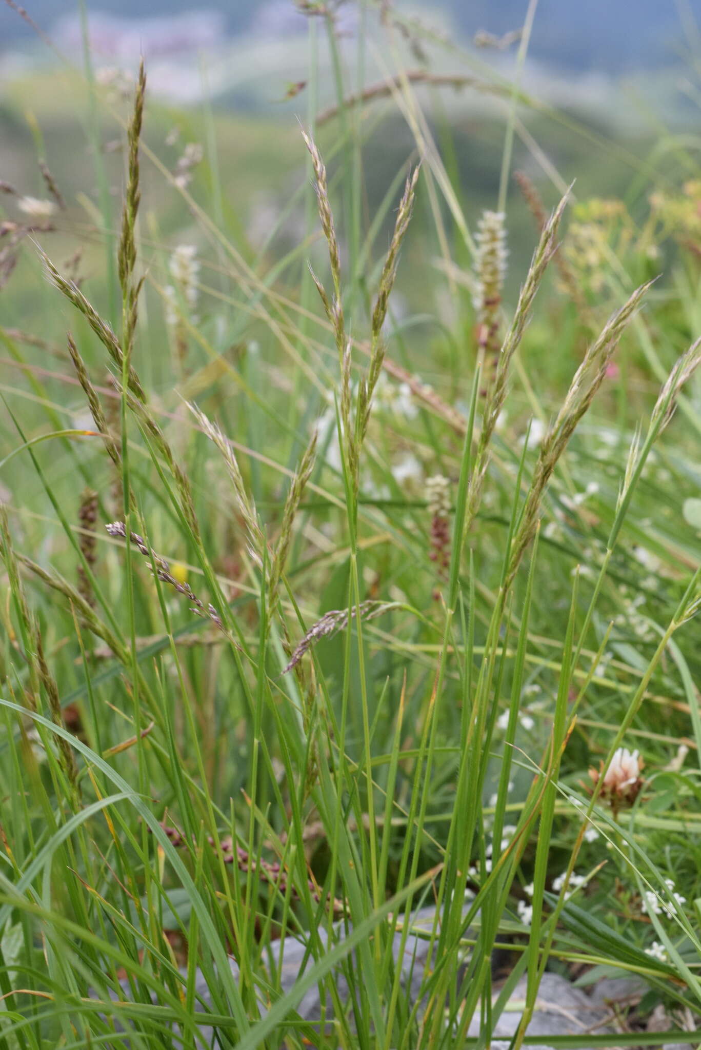 Plancia ëd Trisetum alpestre (Host) P. Beauv.