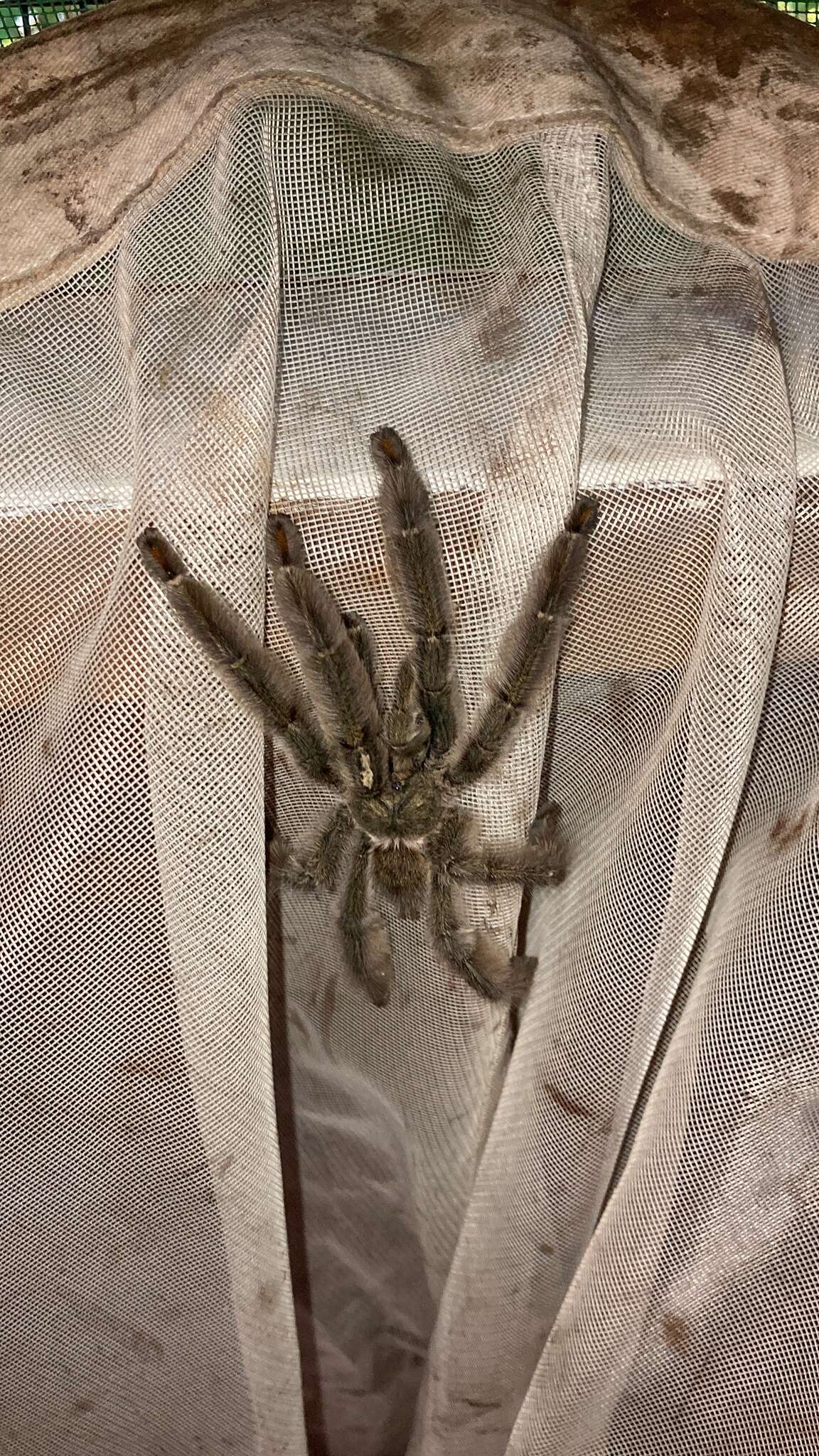 Image of Trinidad Chevron Tarantula