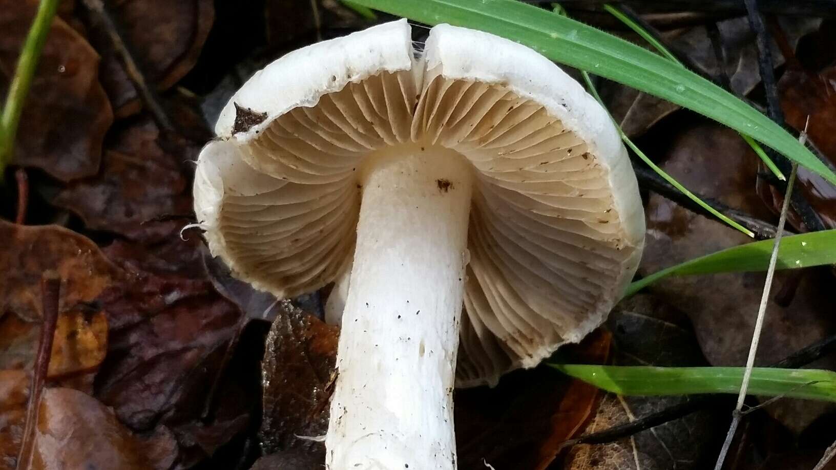 Image of Inocybe insinuata Kauffman 1924