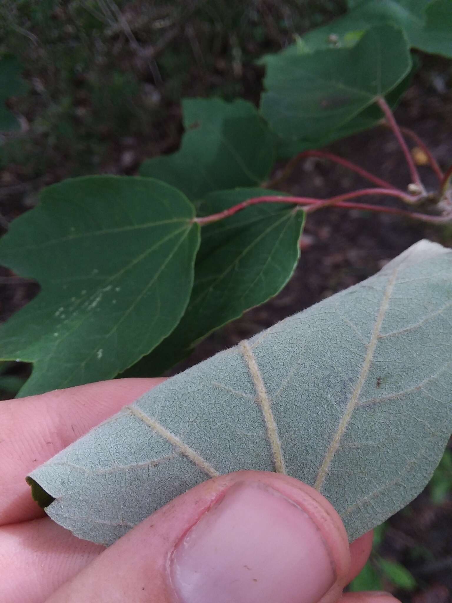 Sivun Acer rubrum var. drummondii (Hook. & Arn. ex Nutt.) Sarg. kuva