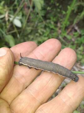 Слика од Isognathus scyron (Cramer 1780)