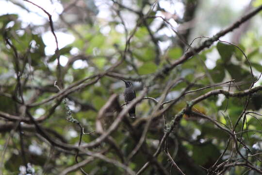 Image of Blue-throated Hummingbird