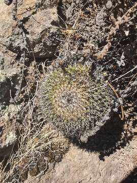 Image of Mammillaria polythele Mart.