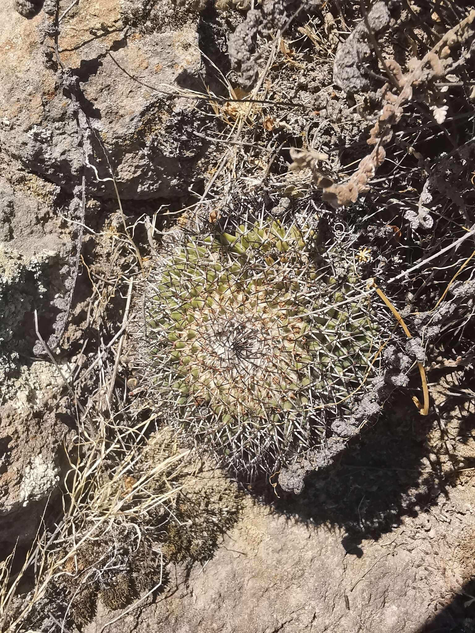 Imagem de Mammillaria polythele Mart.