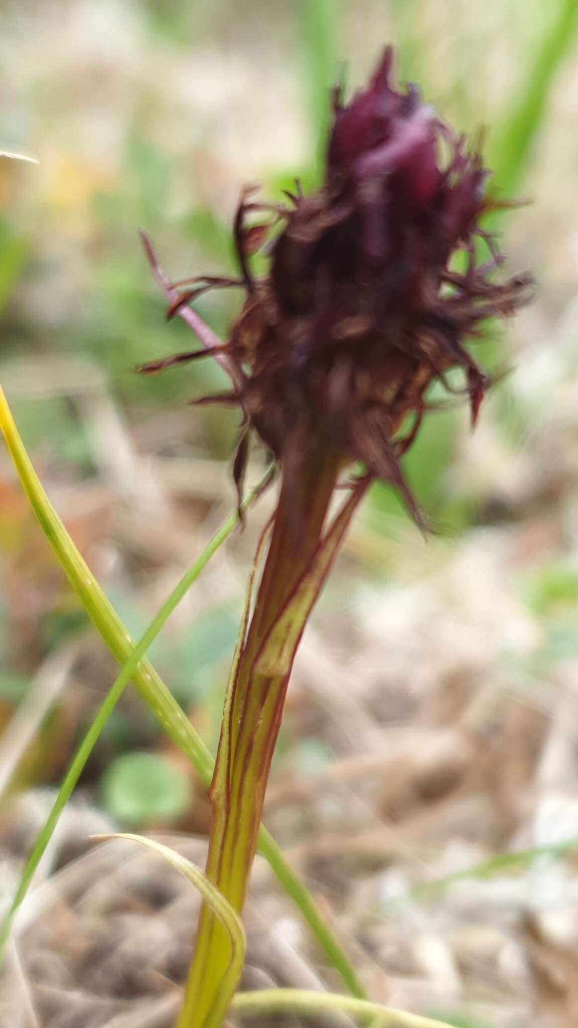 Image of Black Vanilla Orchid