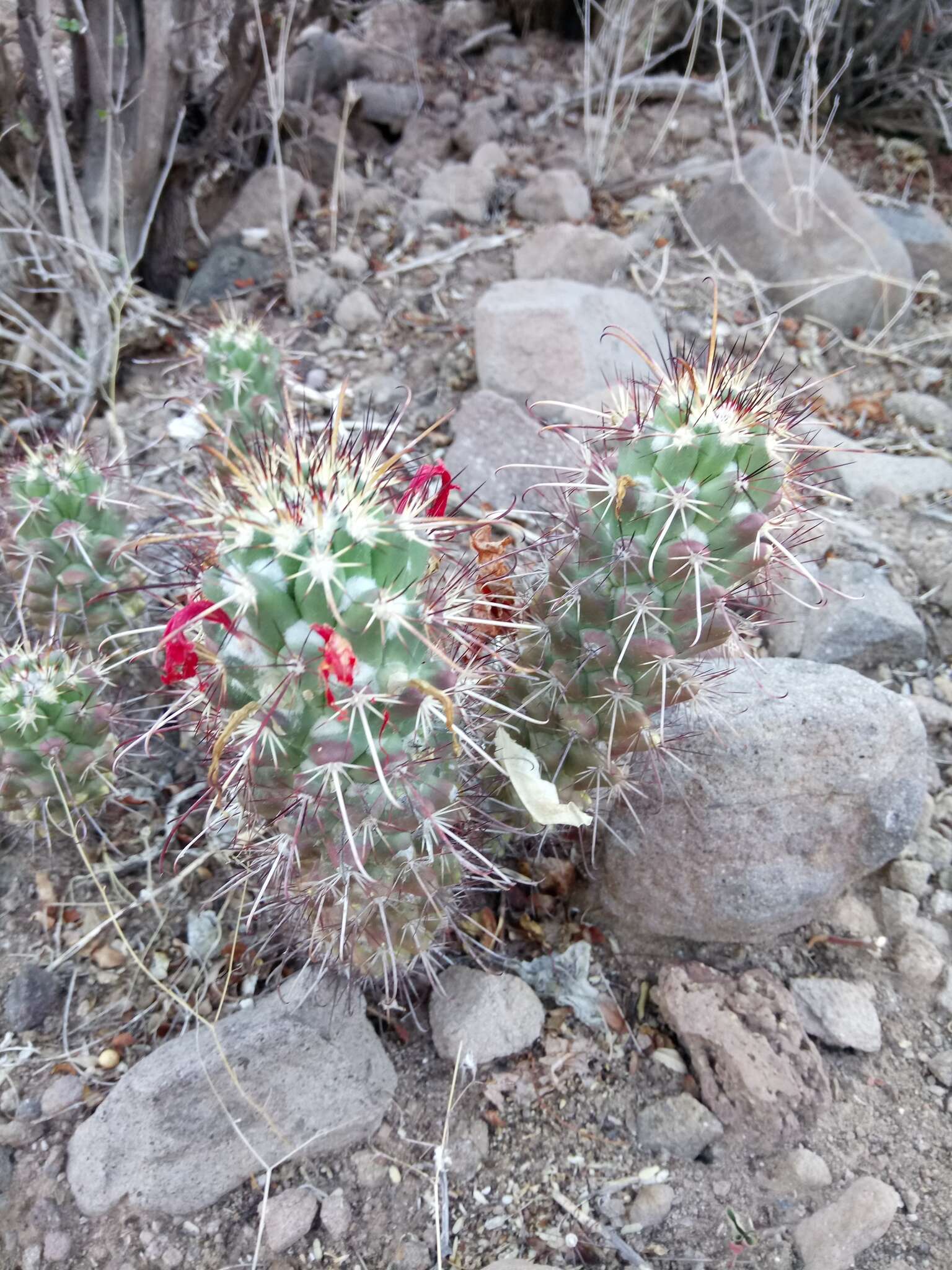 Imagem de Mammillaria poselgeri Hildm.