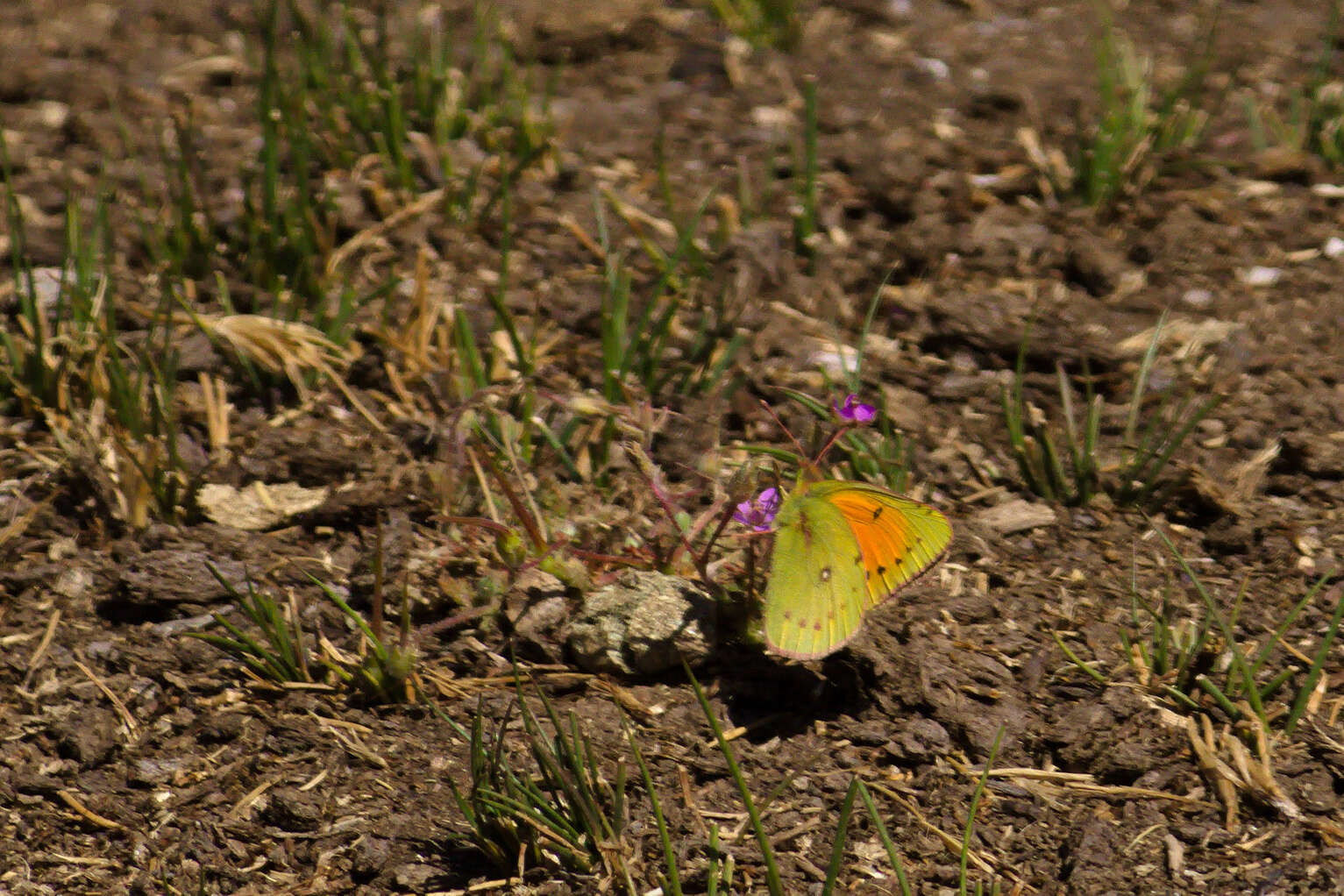 Colias vauthierii vauthierii的圖片