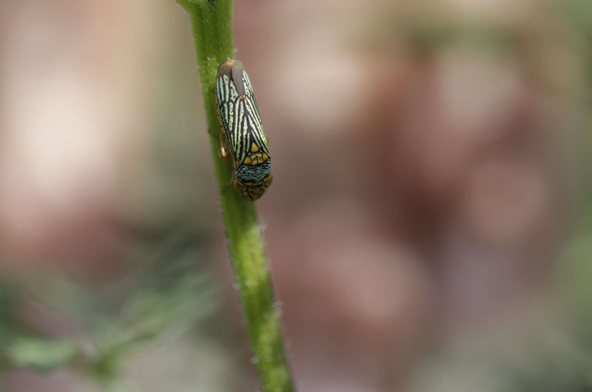 Plancia ëd Oncometopia (Oncometopia) nigricans (Walker & F. 1851)