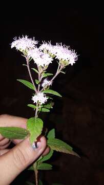 Image of Stevia triflora DC.