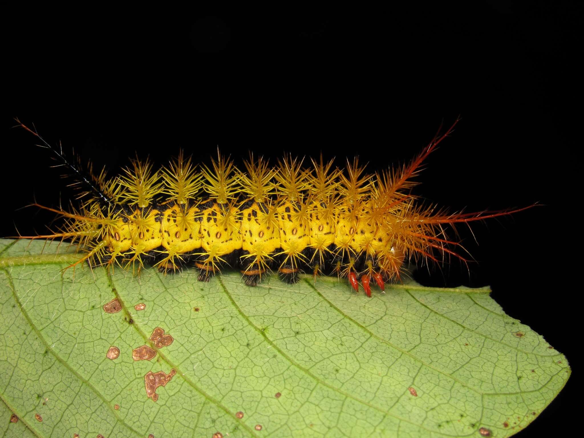 Image of Pseudautomeris luteata (Walker 1865)