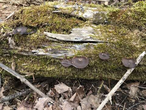 Image of Lentinus longiporus (Audet, Boulet & Sirard) Zmitr. & Kovalenko 2016