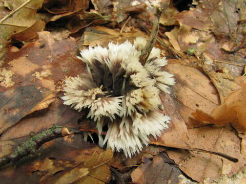 Image de Thelephora penicillata (Pers.) Fr. 1821