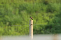 Emberiza cioides ciopsis Bonaparte 1850的圖片