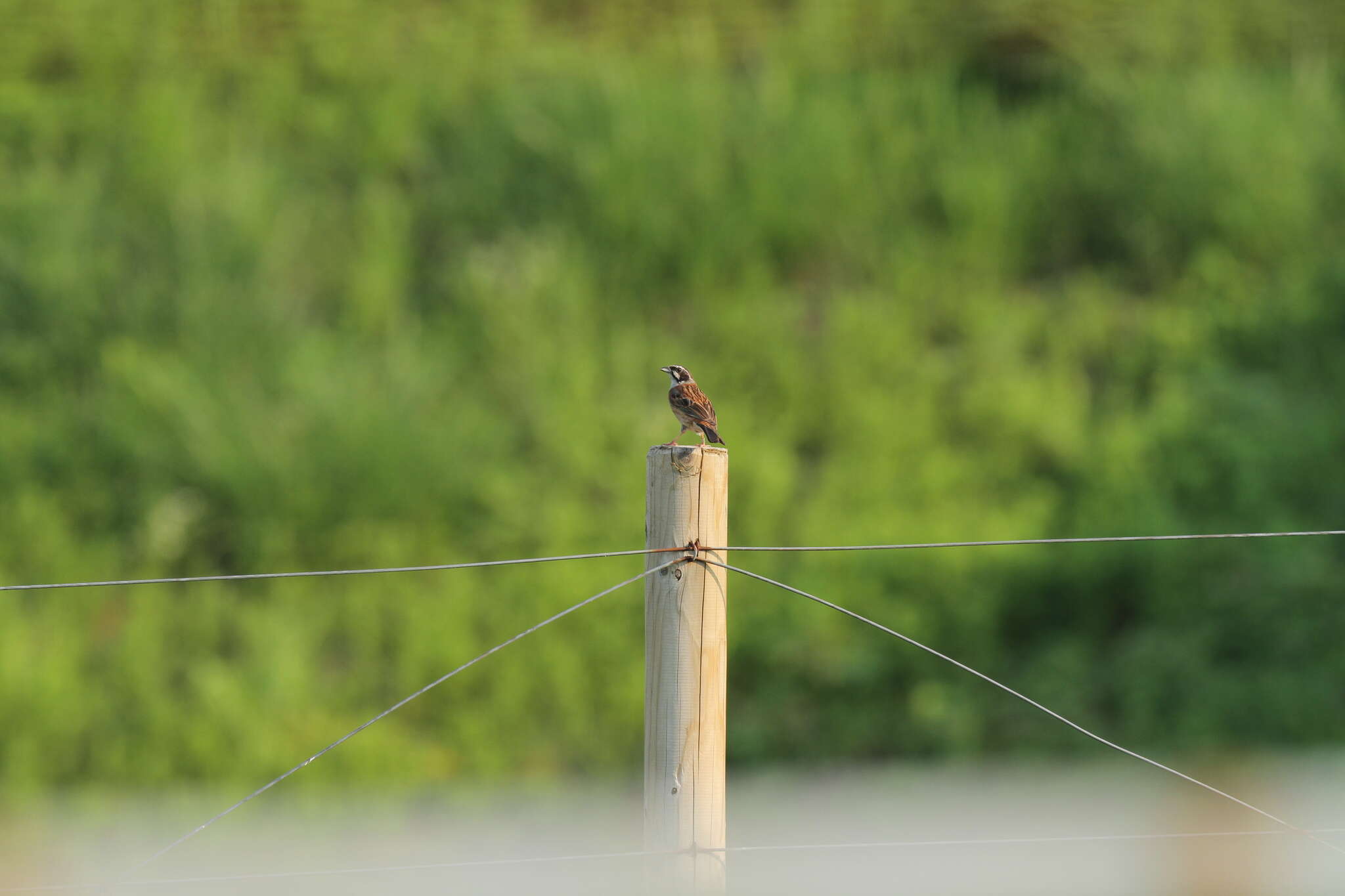 Emberiza cioides ciopsis Bonaparte 1850的圖片