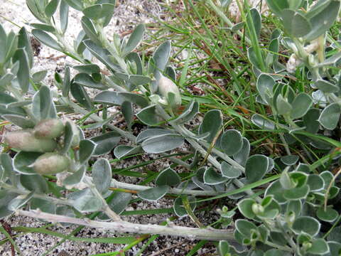 Image of Podalyria sericea R. Br.