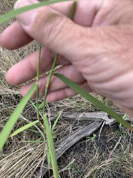 Image of Australian sprangletop