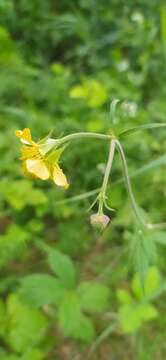 Image of Geum meinshausenii Gams.