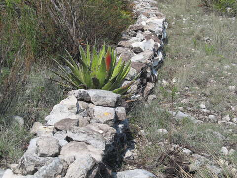 Слика од Agave kerchovei Lem.