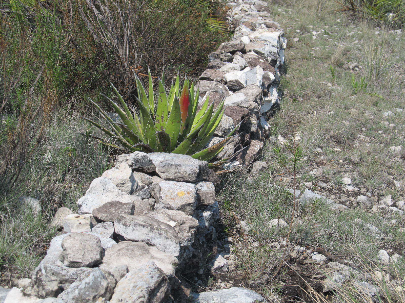 Image of Agave kerchovei Lem.