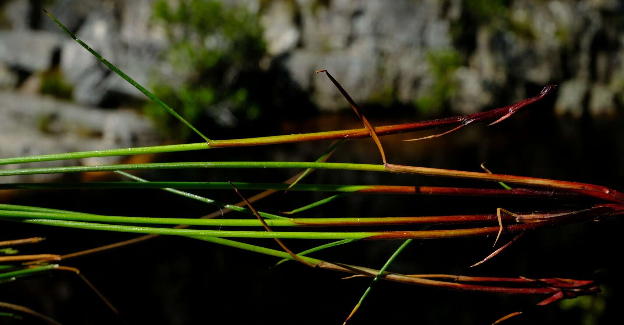 صورة Tetraria picta (Boeckeler) C. B. Clarke