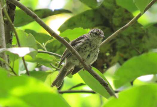 Image of Arrowhead Warbler