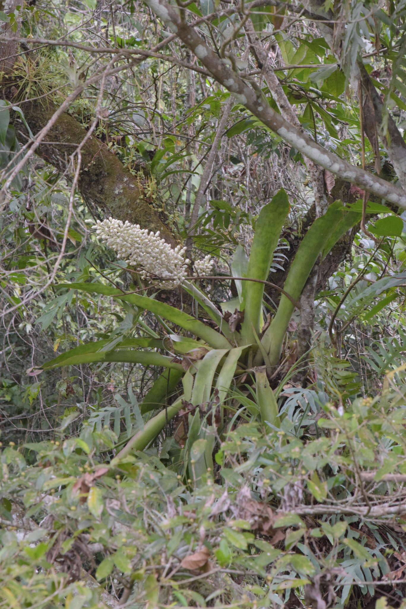 Sivun Aechmea mexicana Baker kuva