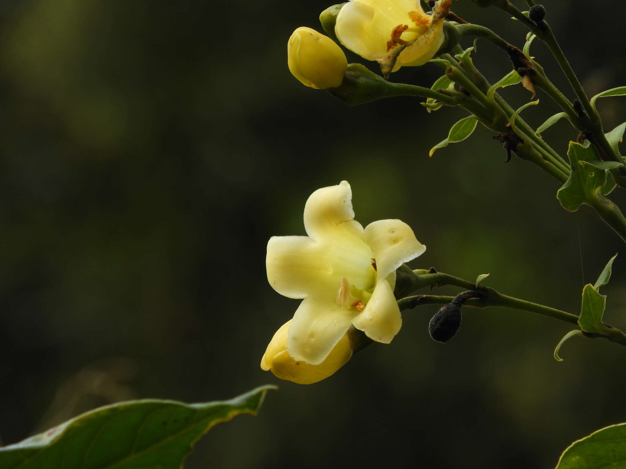 Image of Macrocarpaea macrophylla (Kunth) Gilg