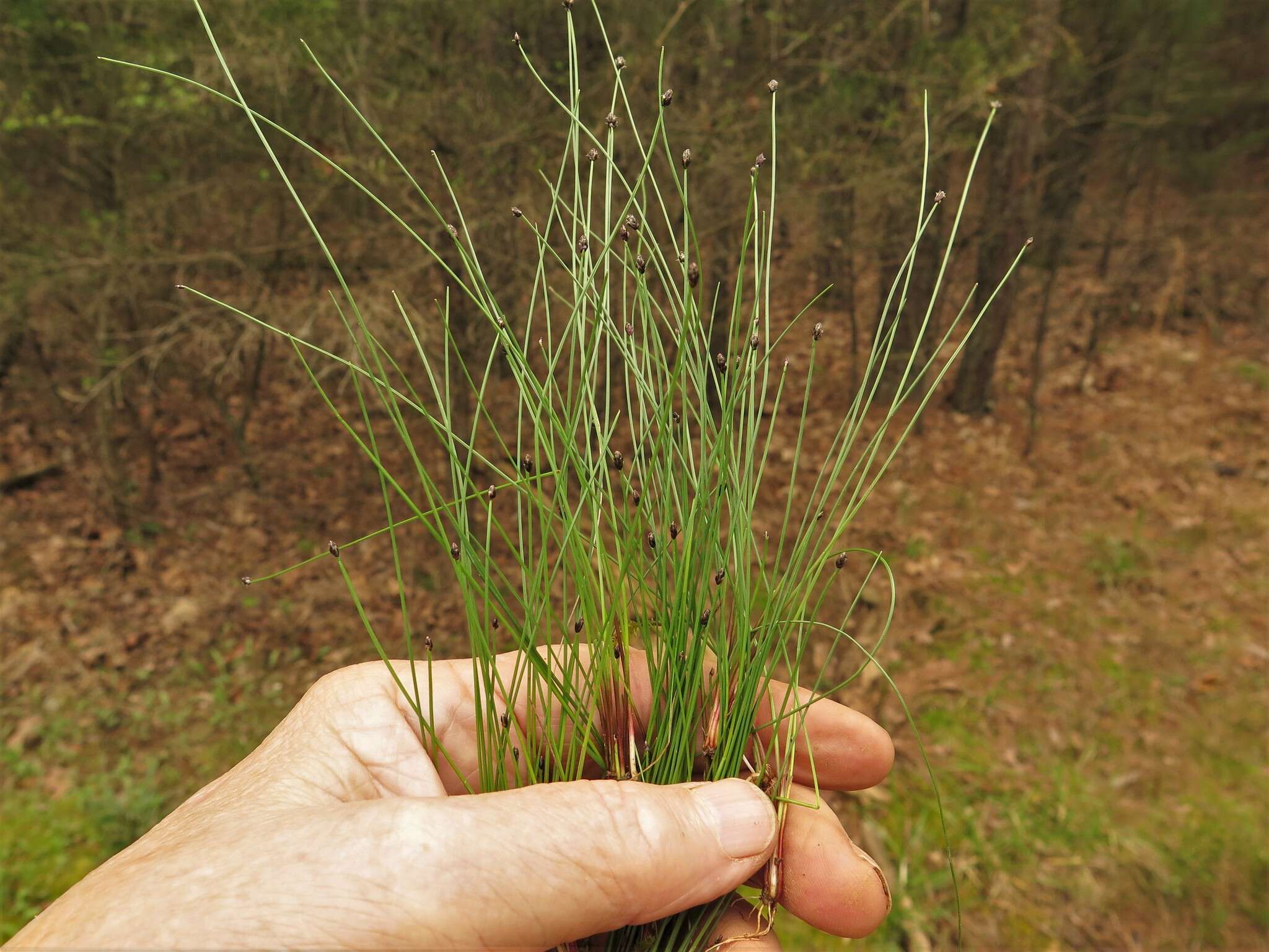 Image of Flat-Stem Spike-Rush