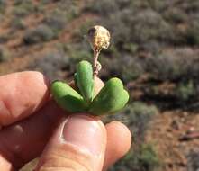 Mesembryanthemum nitidum Haw.的圖片