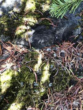 Image of bowl lichen