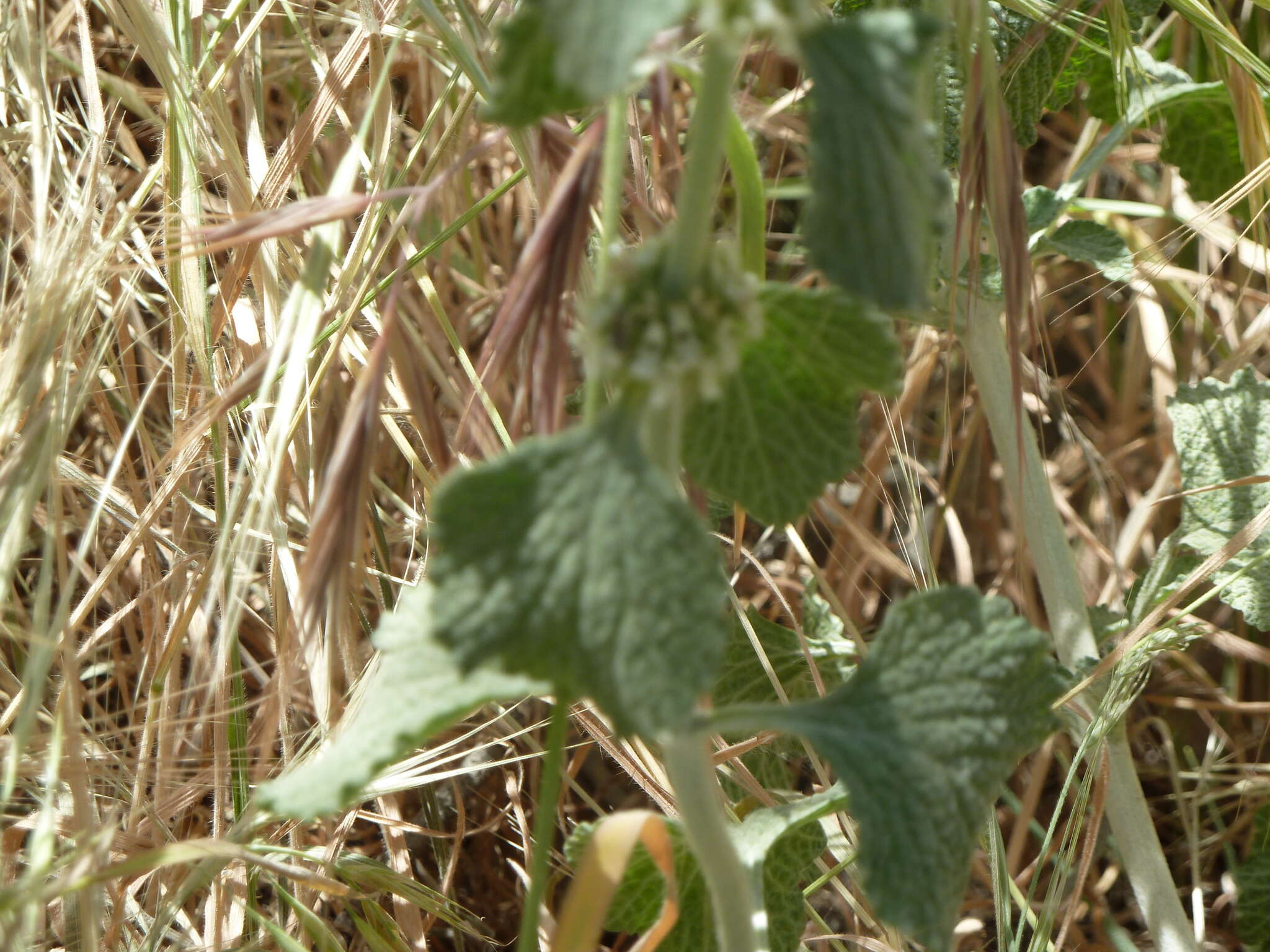 Image of horehound