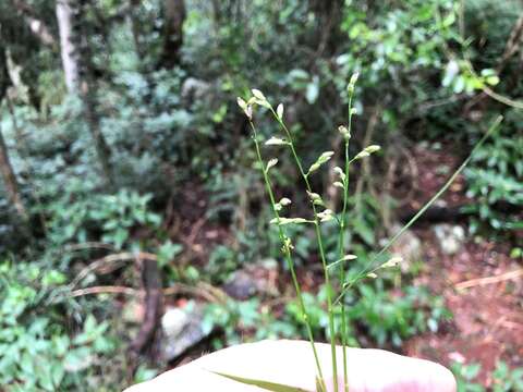 Plancia ëd Ancistrachne uncinulata (R. Br.) S. T. Blake