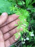 Galium mexicanum Kunth resmi