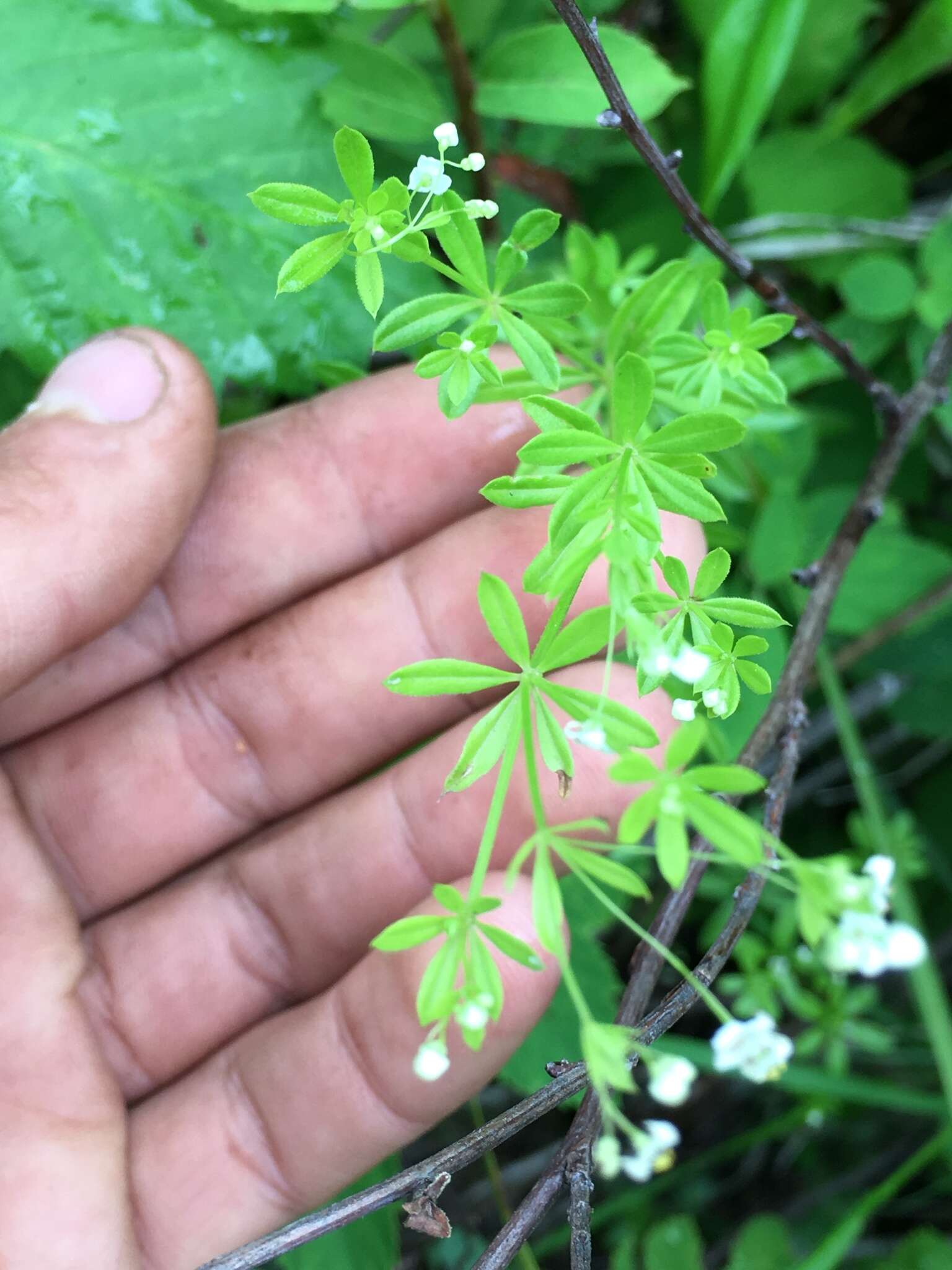 Galium mexicanum Kunth resmi