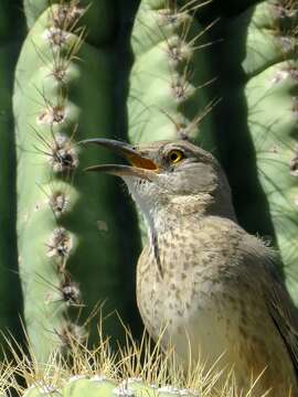 Toxostoma bendirei (Coues 1873)的圖片