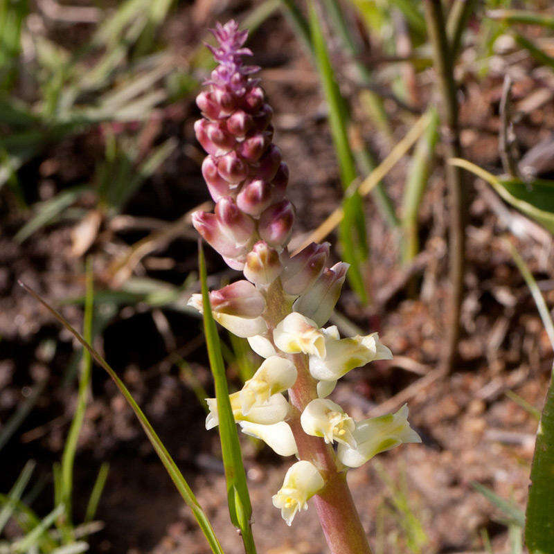 Image of Lachenalia pallida Aiton