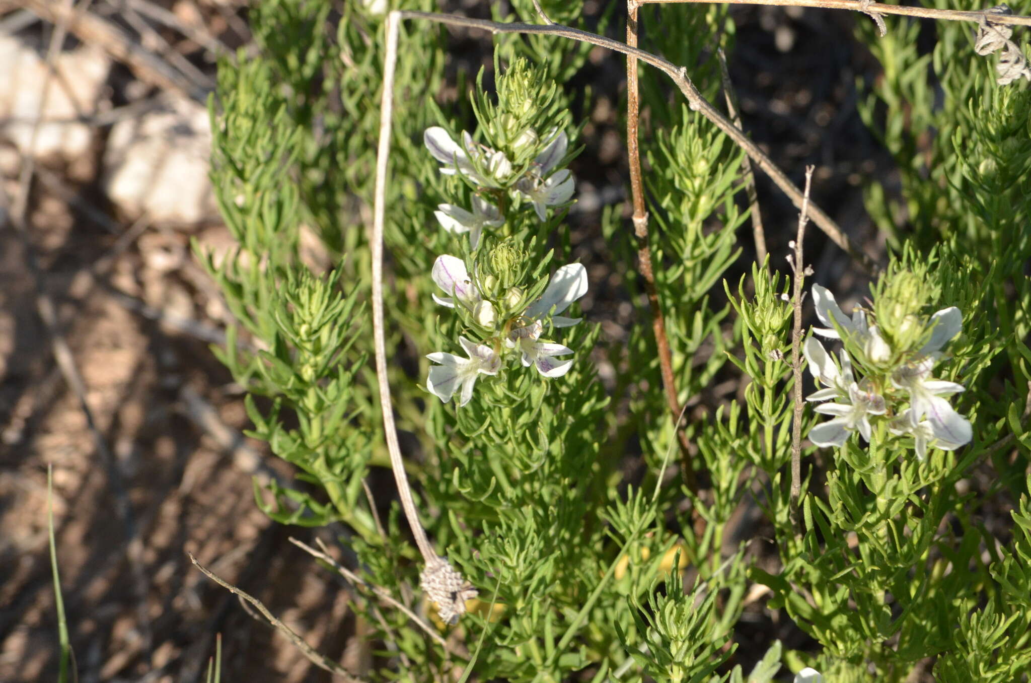 Teucrium laciniatum Torr.的圖片