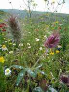 Слика од Trifolium dasyurum C. Presl