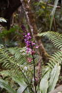 Image of Calanthe sylvatica (Thouars) Lindl.